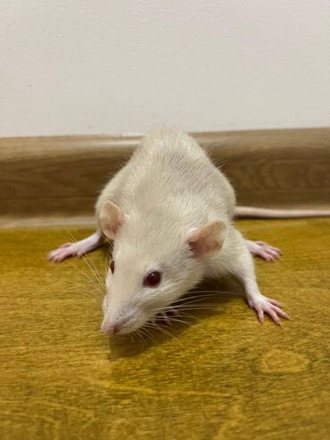 домашние крысы: Милые ручные крыски Дамбо! Если взять больше одной крысы, то каждая