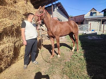 дарому собаку: Продаю | Кобыла (самка) — 5
