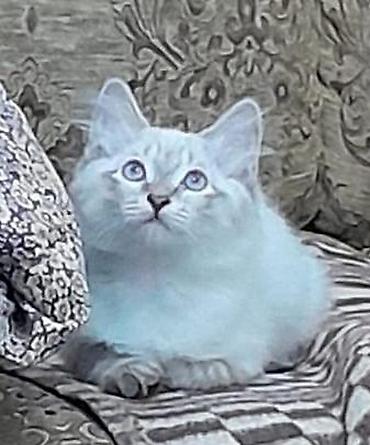 Продажа кошек: Котенок мальчик, родился 2 августа. Ласковый, игривый дружелюбный — 3