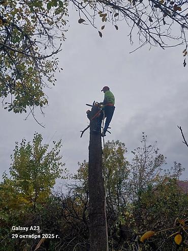 Бактарды кыюу, отундарды даярдоо: Спил дерево заготовка дрова бак отун аралайбыз баардык турлорун Терек — 6