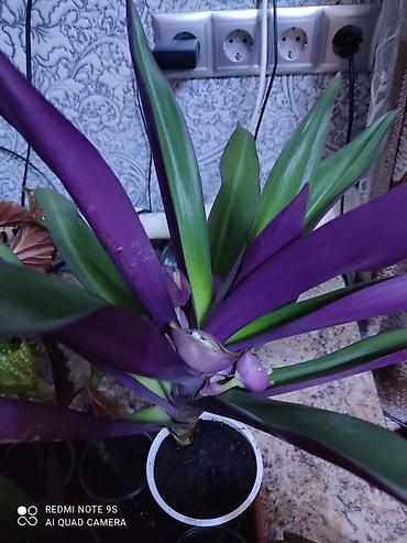 Другой декор и предметы интерьера: Цветы распродажа от 100 сом остатки до 1300 сом. Живу рядом с Дордой — 15