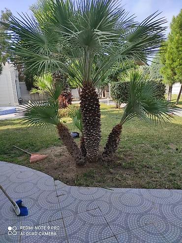 orxideya gulunun qiyməti: 🌴 Palma ağaclarının peşəkar təmizlənməsi və formaya salınması! 🌴 ✔ — 9
