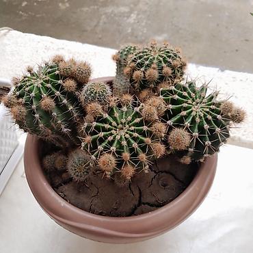 kiraye 1 otaq evler: Çoxgövdəli kaktus (Echinopsis/Notocactus tipli) – dibçəkdə - Bitki — 2