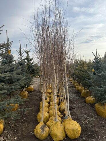 Декоративные деревья: Саженцы деревьев: Сосны — 4