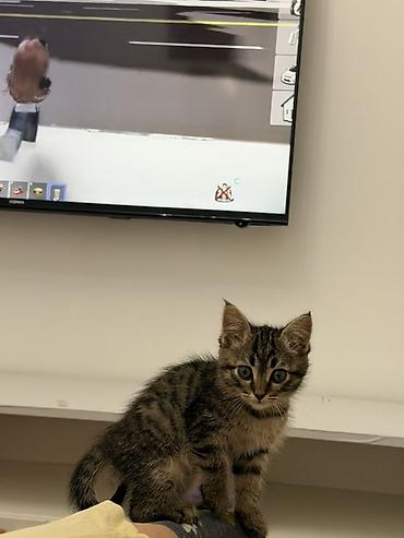 Продажа кошек: Котёнок тигровой окраски Симба, мальчик Возраст 1.5 месяца — 2