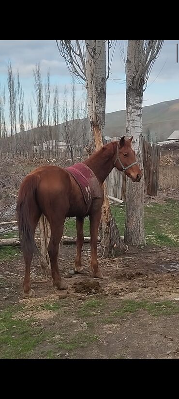 лошадь кыргызстан: Продаю | Конь (самец) | Дончак | Племенные