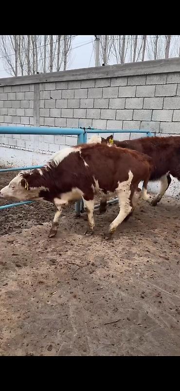 Dana, buzov: Məhsul: Simmental tipli dana cütlüyü - Rəng: qırmızı-ağ ləkəli, açıq -da lalafo.az — 9 Dana, buzov: Məhsul: Simmental tipli dana cütlüyü - Rəng: qırmızı-ağ ləkəli, açıq — 9