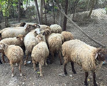 damazlıq heyvanların satışı: Guzular satlır samux rayonun poylu kendınde gıymet razılawma yolunan — 2