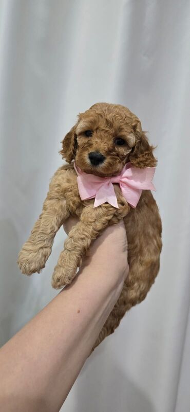 İtlər: Pudel, 1 ay, Dişi — 3