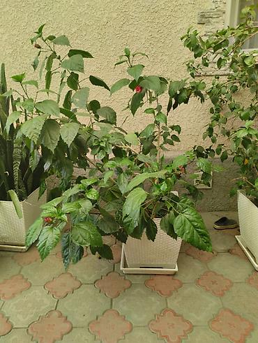 поддон: Комнатные растения в кашпо - Монстера делициоза (Monstera deliciosa) — 4