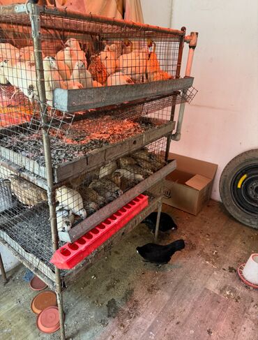 Товары и оборудование для с/х животных: Продается клетка для перепел — 1