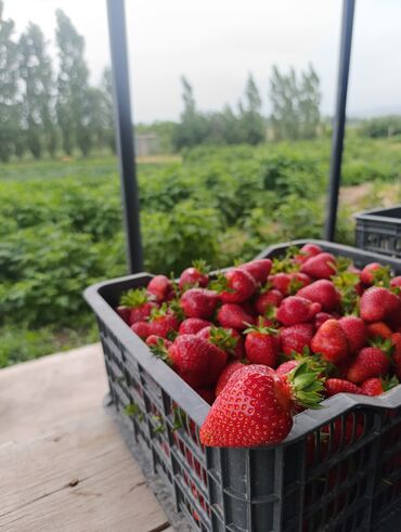 Продажа участков: 18 соток, Для бизнеса, Договор долевого участия