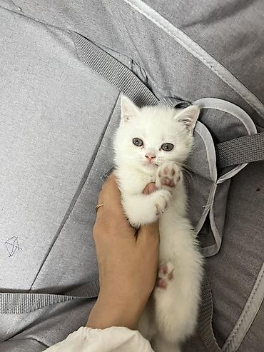 Продажа кошек: Скотиш Страйт (Шотландская прямоухая), 2 месяца, Девочка, Белый, Приучена к лотку — 9