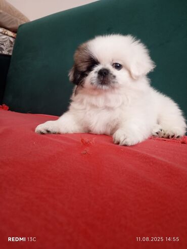 pekines itlər: Pekines, 2 ay