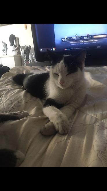 Отдам даром кошку: 1 год, Девочка — 8