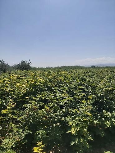 Малина: Продается участок 1 гектар!!! Из которого 60 сотых посажена малина 40 at lalafo.kg — 3 Малина: Продается участок 1 гектар!!! Из которого 60 сотых посажена малина 40 — 3