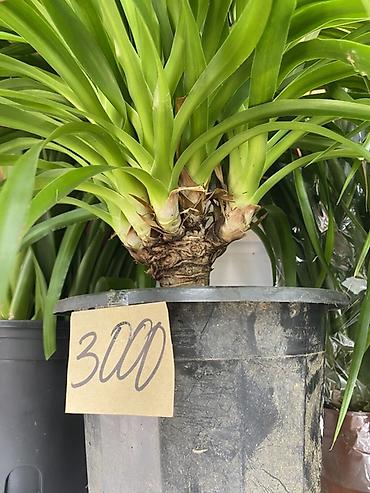 Пальмалар: Комнатное растение «Панданус» (Pandanus, винтовая пальма) в — 3