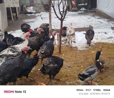 Индюки: Продаю | Индюшка (самка) | Для разведения | Племенные — 8