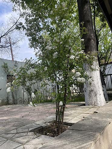 Bağ evlərinin kirayəsi: Keşlə qəs., 500 kv. m, 10 otaq, Hovuzlu, Kanalizasiya, Qaz, Su — 18