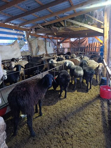 Бараны, овцы: Продаю | Овца (самка) | Для разведения | Матка — 6