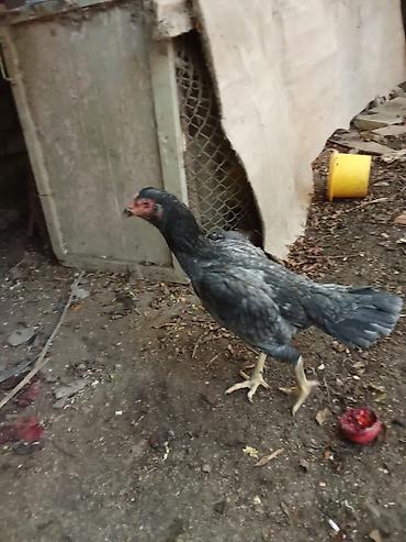 australorp toyuq satilir: Heyrati Atasını 7 meydanda qalib gəlib, balalarınında meydanı var — 3