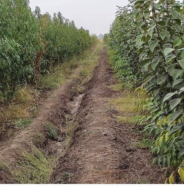 şanagüllə bitkisi: 🌳Her nov agaclarin satisi.🌳 Təsvir: Alverci deyilem sahibkaram ahaclar