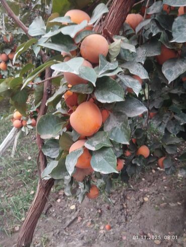 аквариум угловой: Хурма с дерева - Сорт: классическая оранжевая хурма (вяжущая при