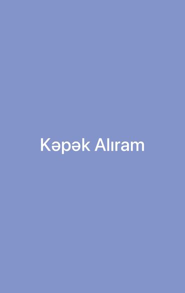 Gəmiricilər: Kəpək Alıram