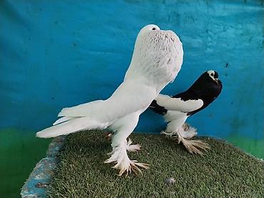 Göyərçinlər: Satilir pomeran Dutular 2 Cut Var cutu 120 Manatdi Bir cut Ag Qara Var — 6