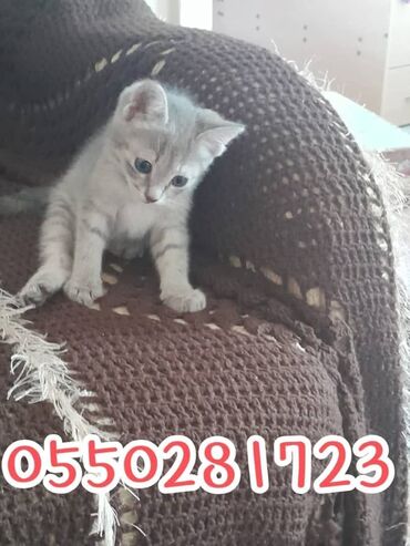 кошка с разными глазами: Кошка даром: Беспородная, 2 месяца, Мальчик