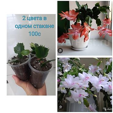 Другие садовые цветы и кустарники: Абутилон (комнатный клён) — саженцы в стаканчиках. Сорт с крупными — 12