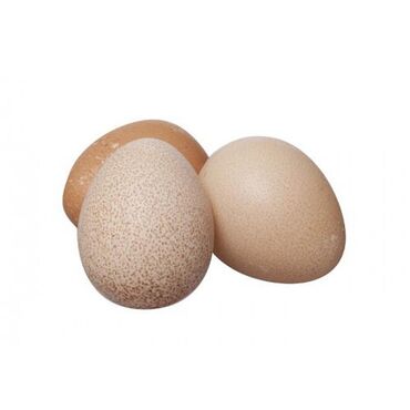 птицы и голуби: Продаю домашние яйца цесарок