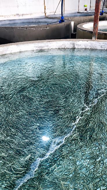 Балыктар: 🔥 ПРОДАЖА МАЛЬКОВ ФОРЕЛИ! 🐟 Предлагаем к продаже качественного малька — 1