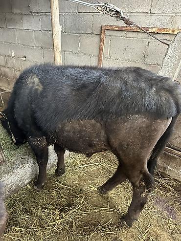 Коровы, быки: Продаю | Бык (самец) | На откорм | Привязанные — 4