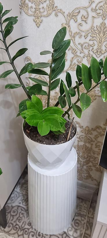 хавортия: Сансевиерия хавортиевидная (Sansevieria hahnii), также известна как — 7