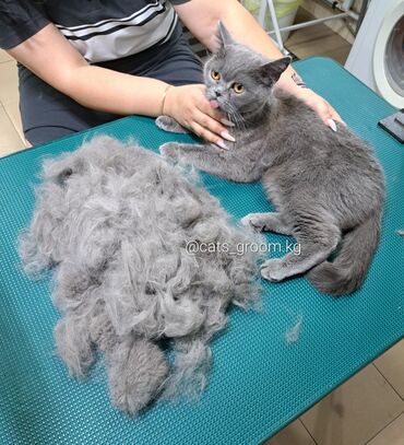 Другие услуги: Груминг в Бишкеке Стрижка Вычес (линька) Купание профессиональной — 8