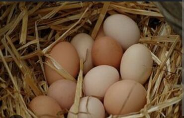 домашный курица: Продаются домашние яйца!Киркомстром!!!Ул.Мурманская 45!!!По 9-10