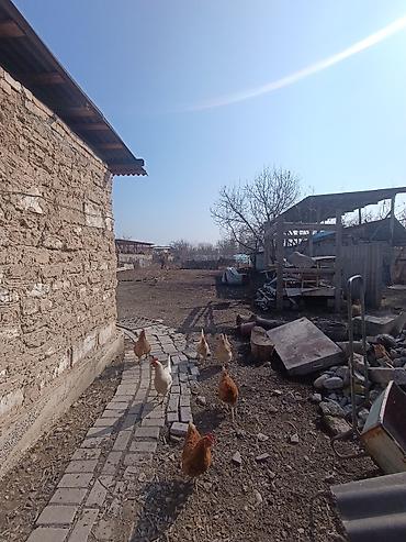 Продажа коттеджей и домов: 📌В центре Беловодское продается дом из 3-х комнат+ времянка 2 — 8