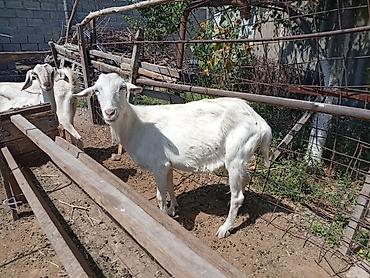 Козы, козлы: Продаю | Коза (самка) | Для молока | Племенные — 6