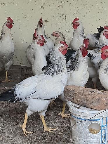 яровой ячмень: Продаю | Куры | Брама | Для разведения — 5