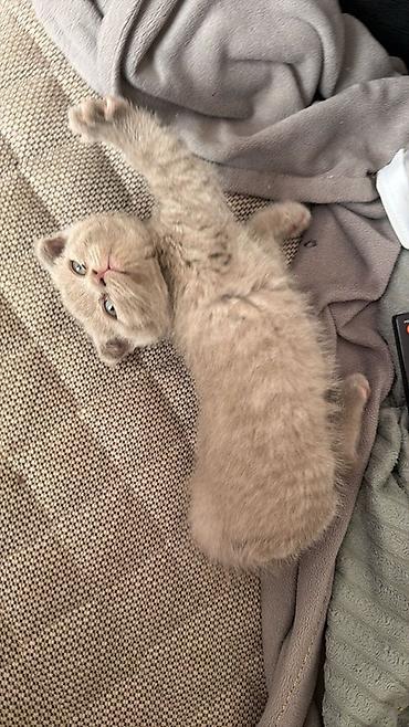 scottish fold qiyməti: Şotland yastı qulaq, Dişi, Erkək — 2