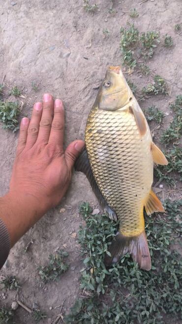 гидропонный корм: Продается недоросток карп (амур).

Рыба чистая, без запаха тины