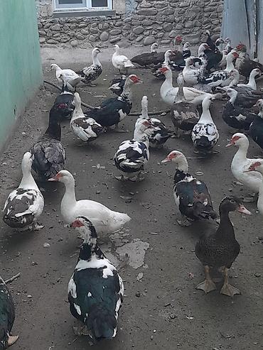 ördəyi: Kom halda hamsi 20 manatdan xoruzlu fereli tek tek 15 20 manat fereler — 8