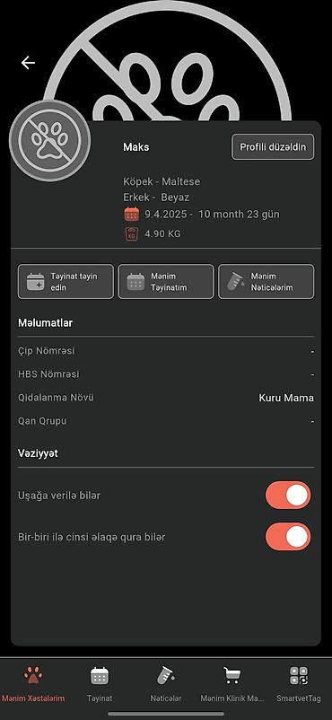cütləş: Malta bolonka, 10 ay, Erkək, Cütləşmə üçün — 4