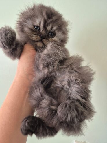 Pişiklər: Britaniya və Scottish və digər növlərin bala pişikləri var. Qiymətləri — 25