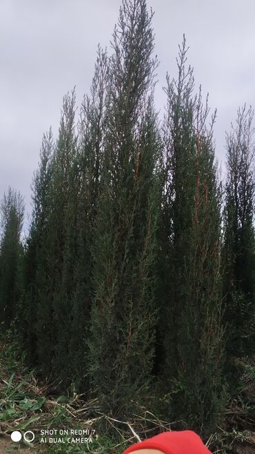 Ev və bağ: Şam ağaci