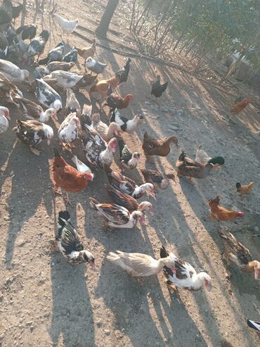 Toyuqlar: Toyuq, Damazlıq — 11