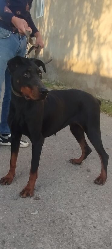 İtlər: Doberman, 2 il, Dişi, Peyvəndli, Ödənişli çatdırılma