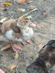 продажа щенков немецкой овчарки с документами в бишкеке: Утята . Мускустной утки .молодняк 3/4месяца здоровые активные держим