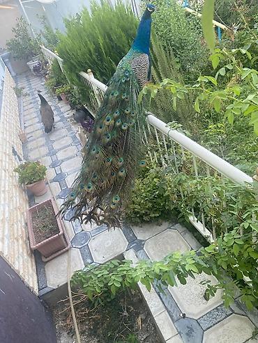quslar haqqinda melumat: Məhsul: Göy tovuz quşları (Indian Blue Peacock – Pavo cristatus) — 3